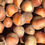 Thumbnail: Hazelnut, American  - bundle of 25