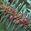 Thumbnail: Fir, Balsam  - Bundle of 25