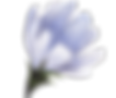 Fleur bleue