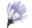 Blue Flower