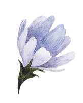 Blue Flower