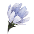 Blue Flower