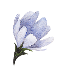 Blue Flower