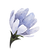 藍花