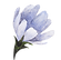 Flor-azul