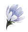 Flor azul