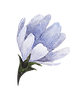 Flor-azul