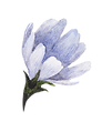 Blue Flower
