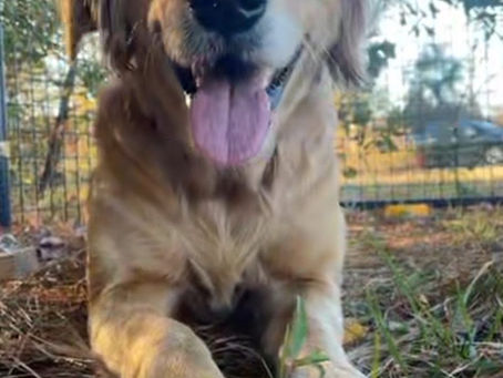 Lassie is Safe - Rescued 11/11/25