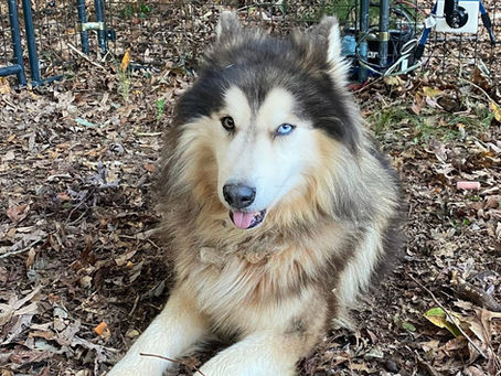 We Got Henry  - Rescued 11/2/25