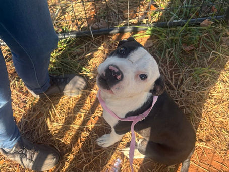 Gunter Is Safe - Rescued 11/14/25