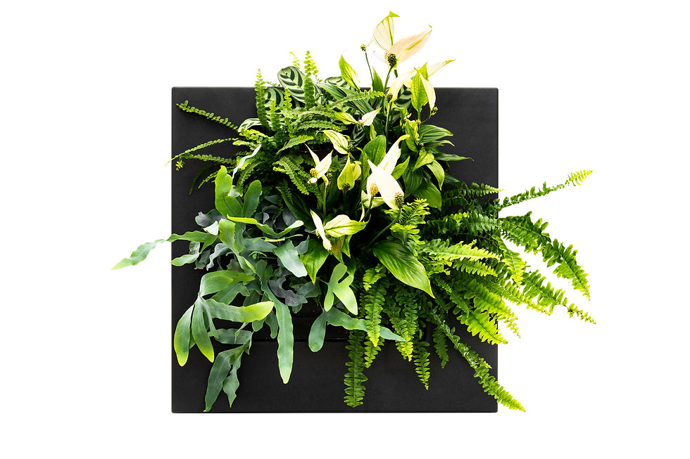 Thumbnail: LivePicture GO - Black Bamboo