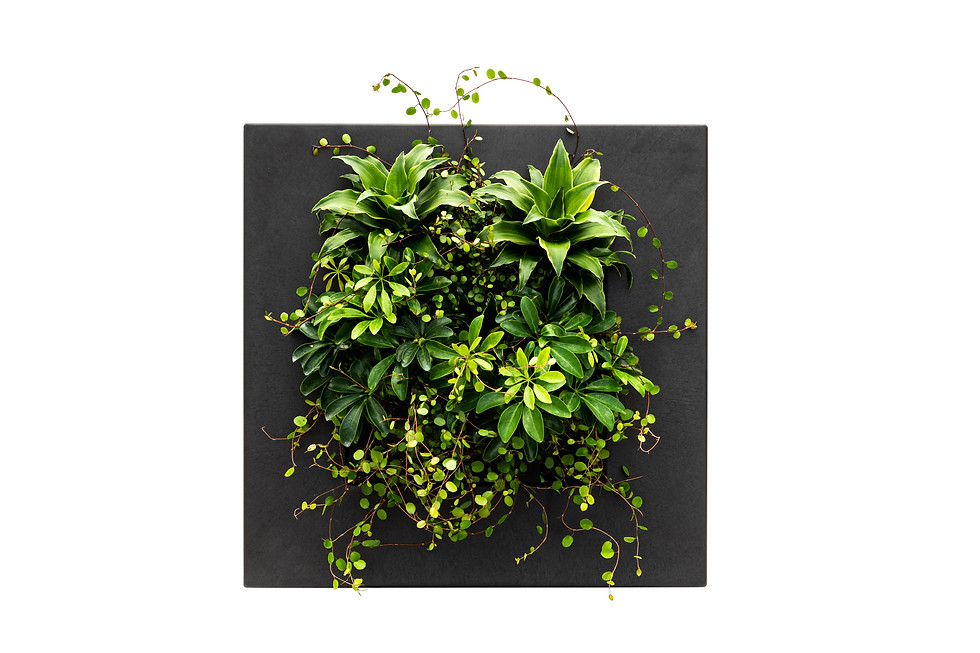 Thumbnail: LivePicture GO - Black Bamboo