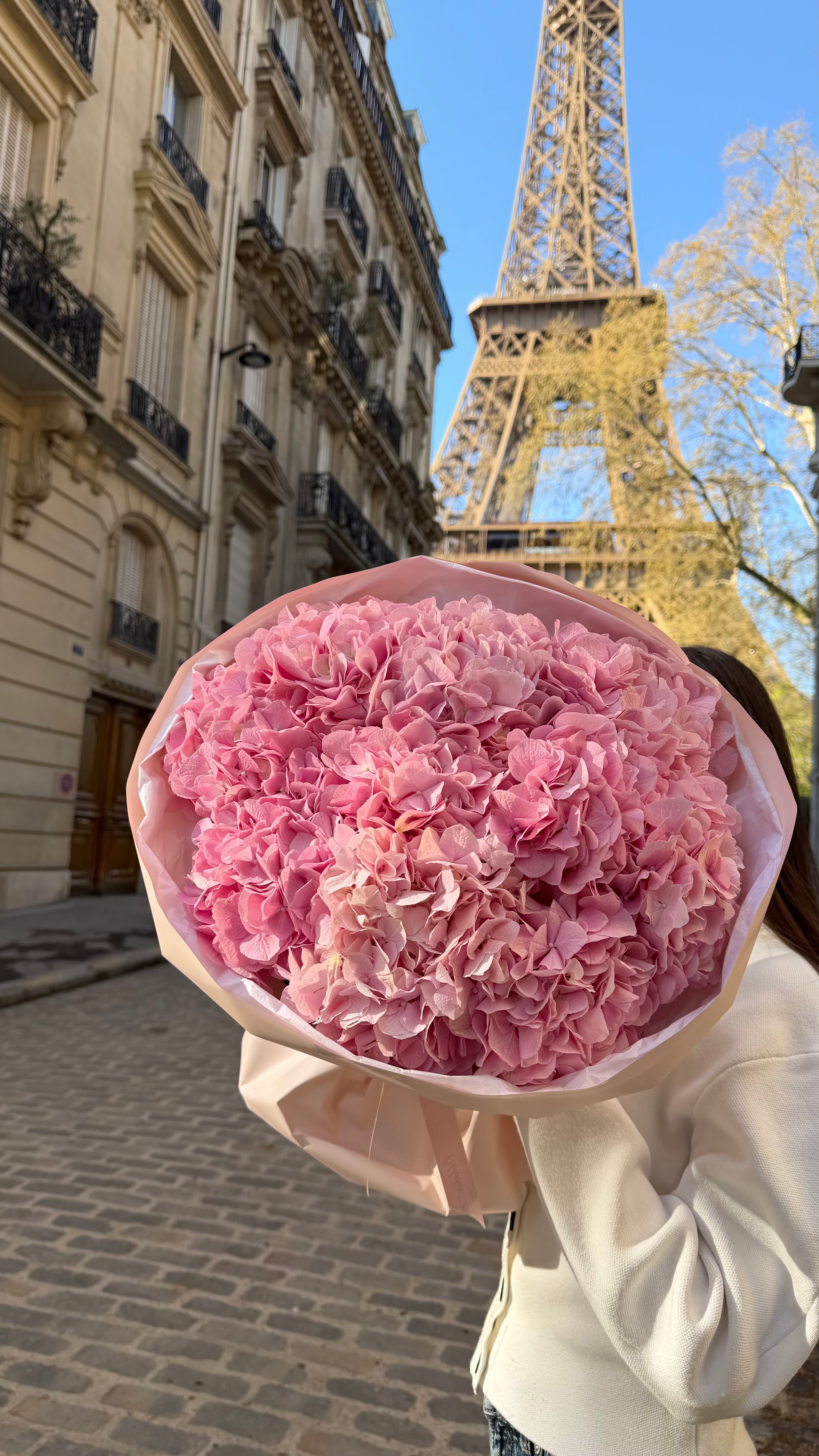 pink hydrangea