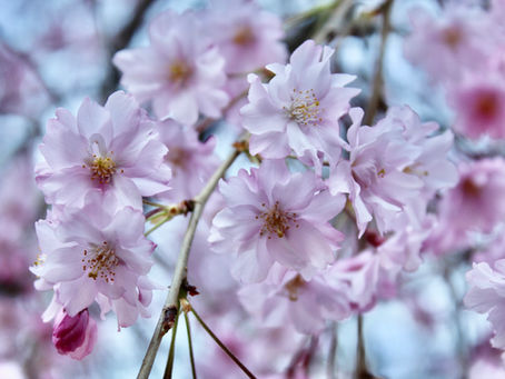 Bloom