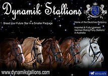 Dynamik Stallions Info Pack 2019.jpg