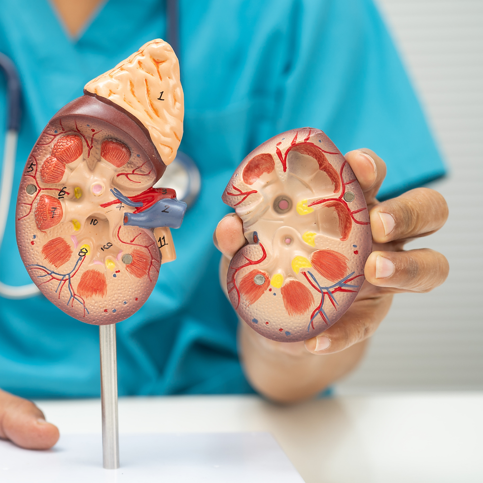 Doctor in teal scrubs holds two kidney anatomy models, one on a stand, showing numbered parts in a clinical setting