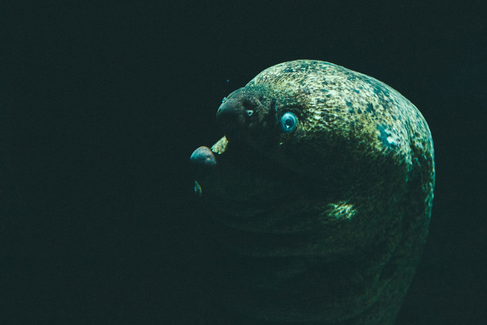 EEL FEEDING