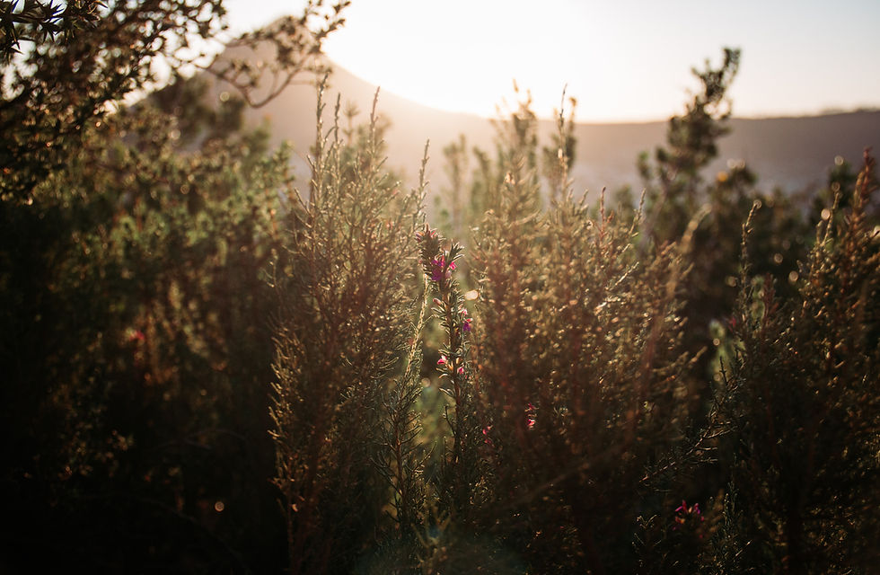 BOTANICAL GARDENS & FYNBOS