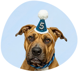 Dog Birthday Hat