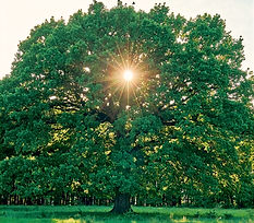 Untitled design (9)_edited.jpg