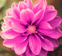 Untitled design (8)_edited.jpg