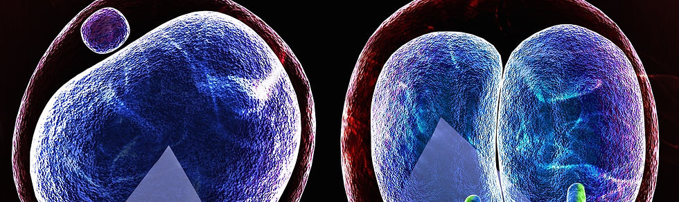 The beginning of life