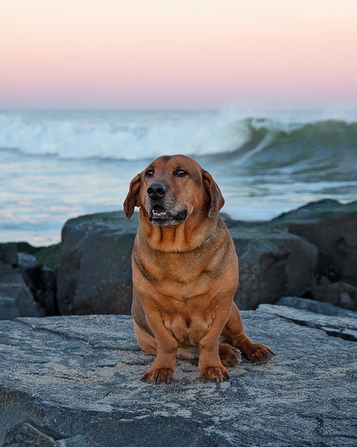 A senior red lab sits proudly on jetty rocks in front of ocean waves at sunset