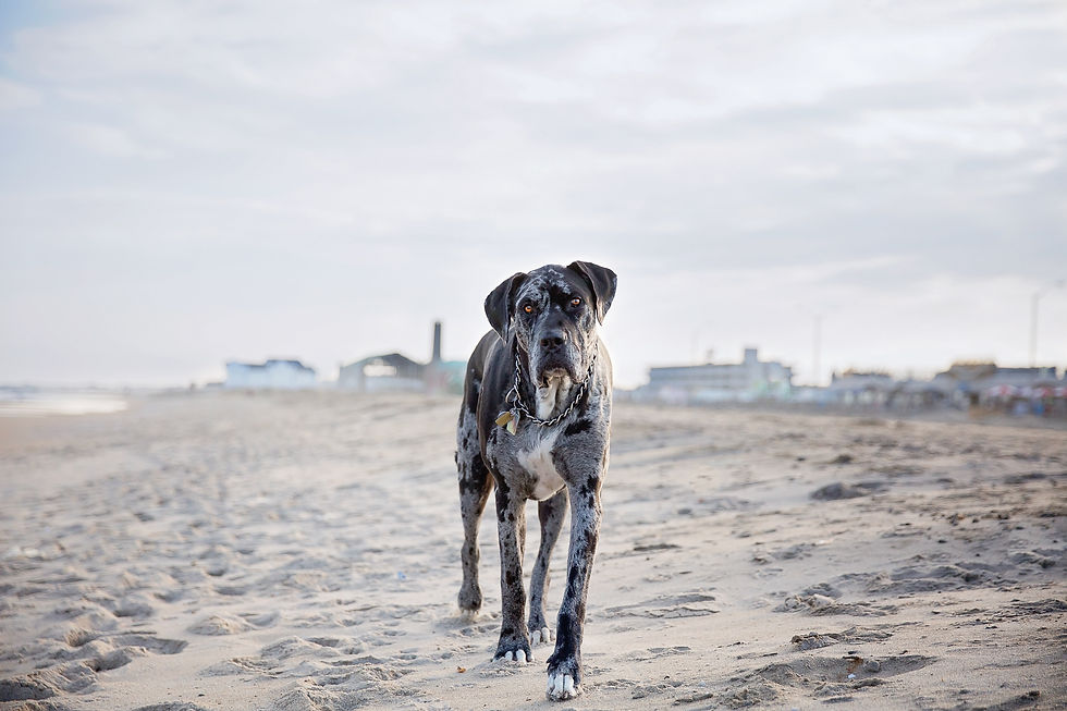 JulianaLeschinskyPhotography-1418
