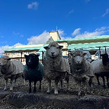 S__54648896_0_edited.jpg