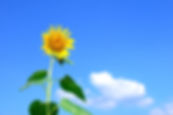 sunflowerwskybackground.jpg