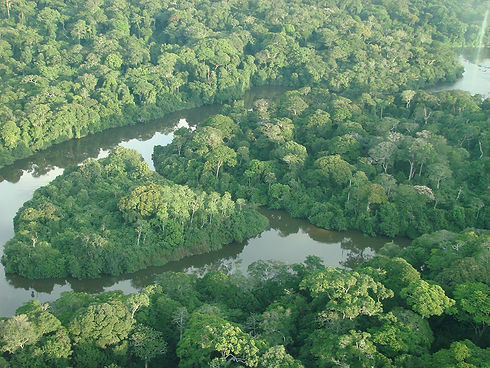 IturiForest.jpe