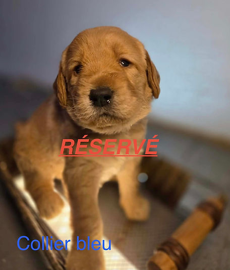 chiot labradoodle réservé.jpeg