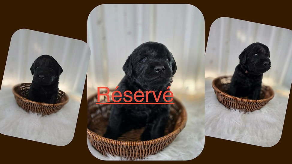 Dobby labradoodle 2026.jpeg