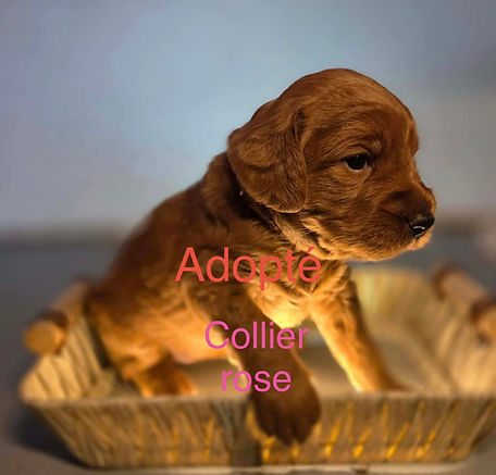 adopté collier rose.jpeg