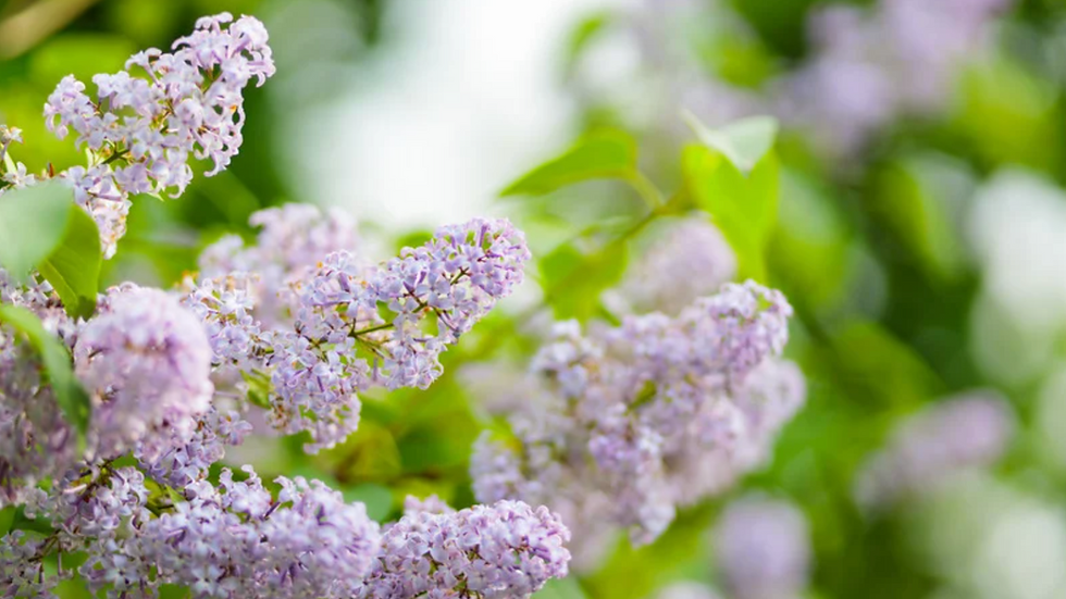 Lilac flowers with light purple petals bloom against a lush green background. Bright sunlight casts a serene and vibrant mood.