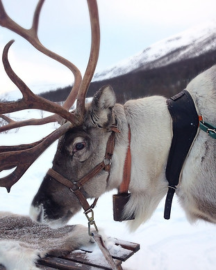 Reindeer Image