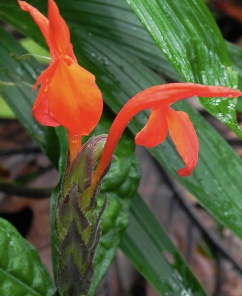 Orchid