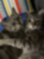 image1.jpeg