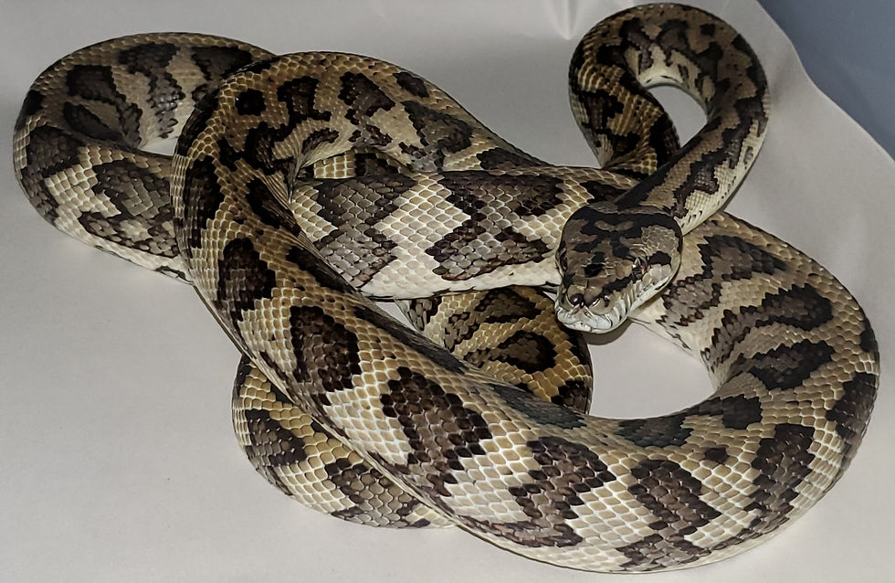 nova guinea carpet pythons