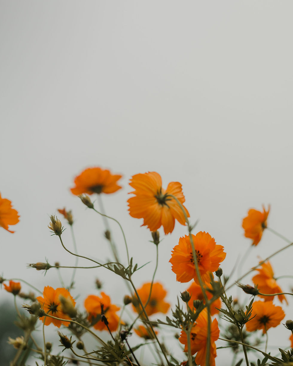 flowers.jpg
