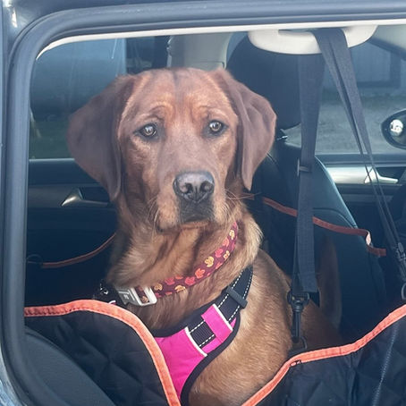 Ruby (Ember & Thunder)