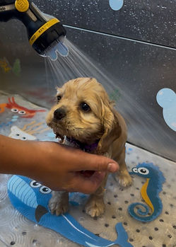 Bath Time