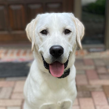 Celebrating Doggos Who are Making a Difference 💫