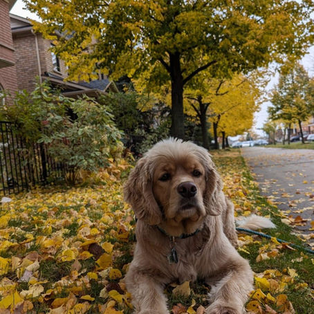 Fall Feature Pup-Celebrating Our Cocker Retriever Pups🍂🤗