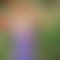 📍 Utah Location Spotlight: Poppy Fields