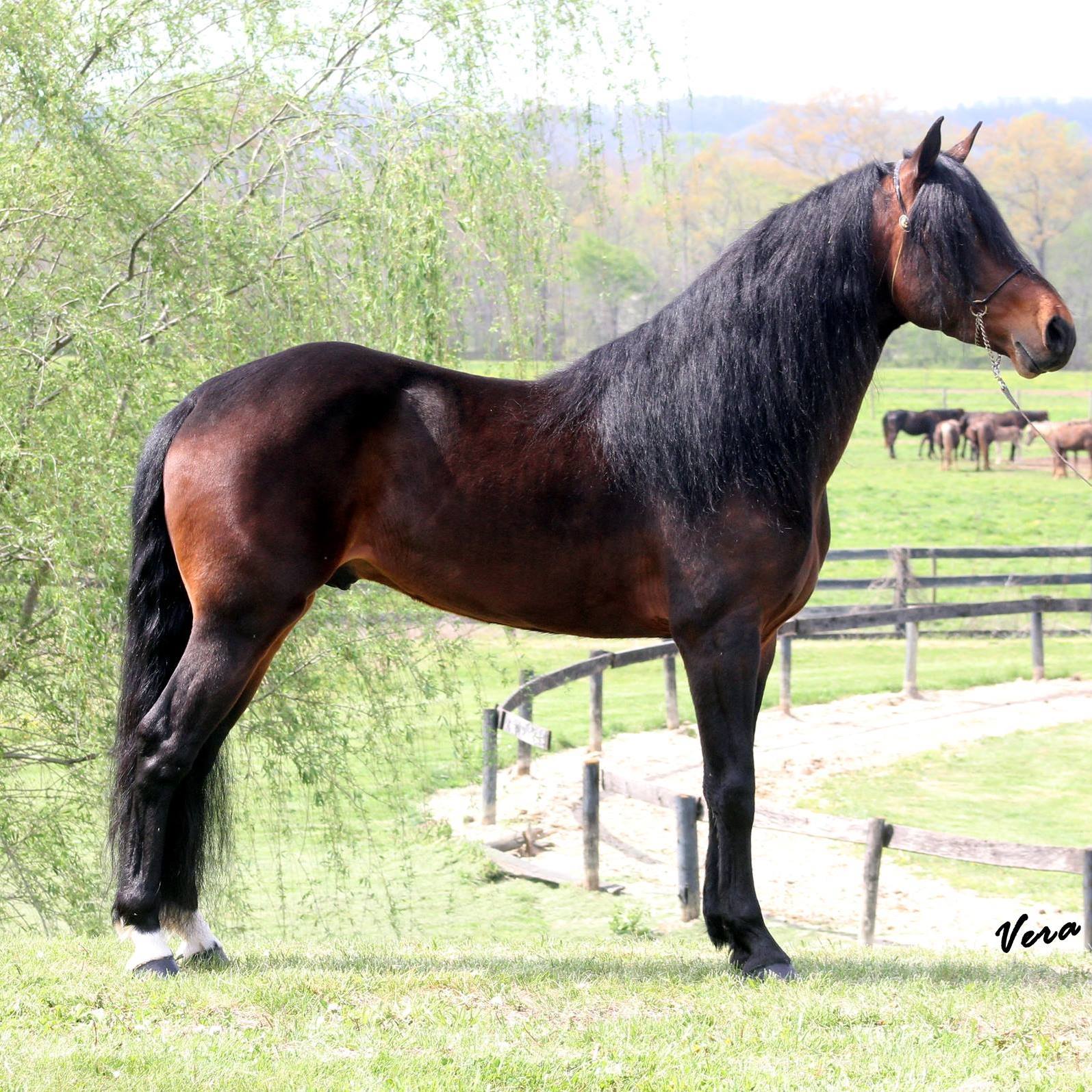 Sire: How Bizarre