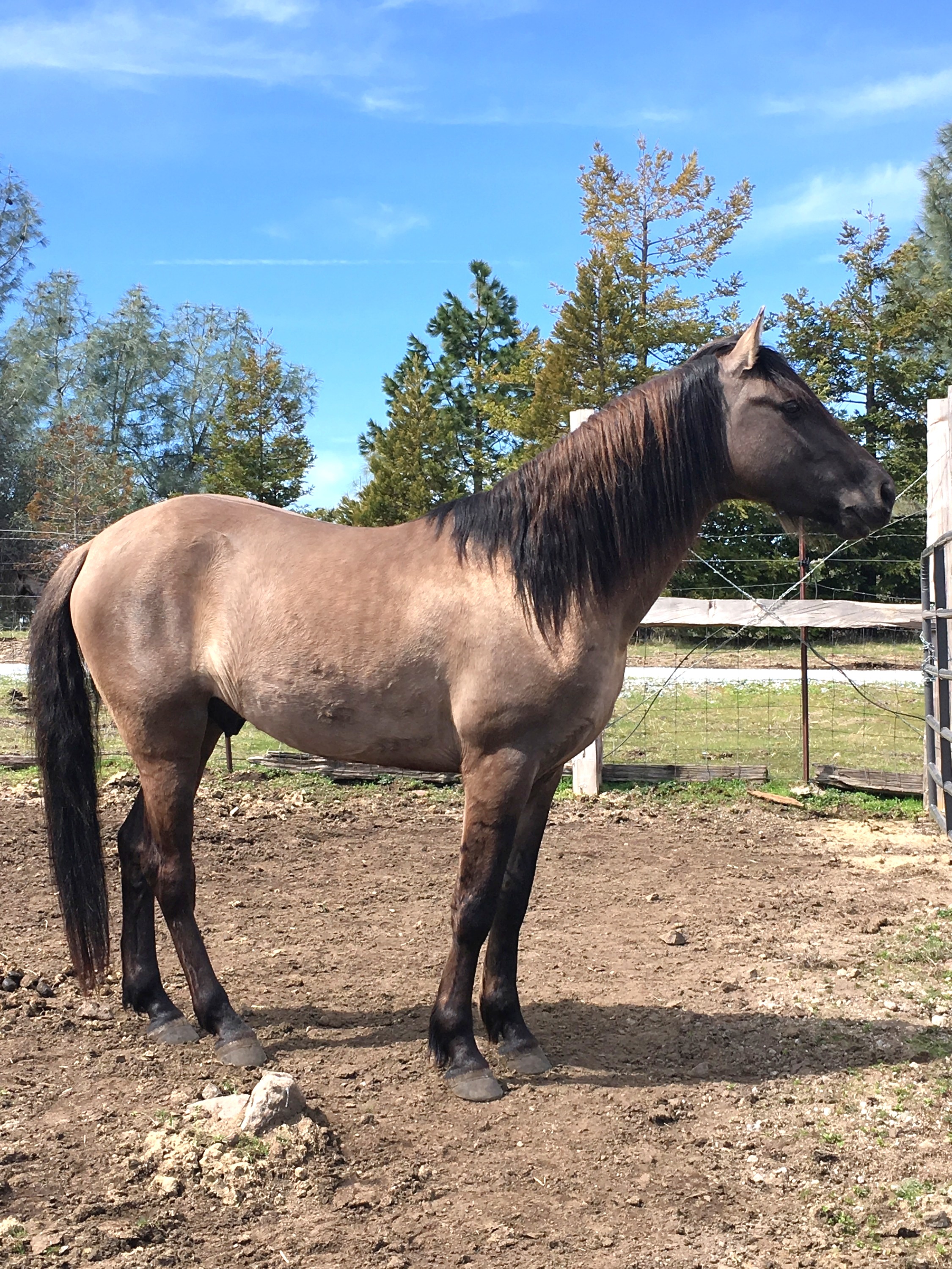 SIRE: Southern Spirit