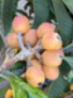 Vista White loquat scion 3 pieces