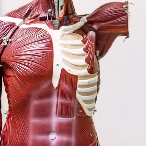 Four Key Players in Fascia Research